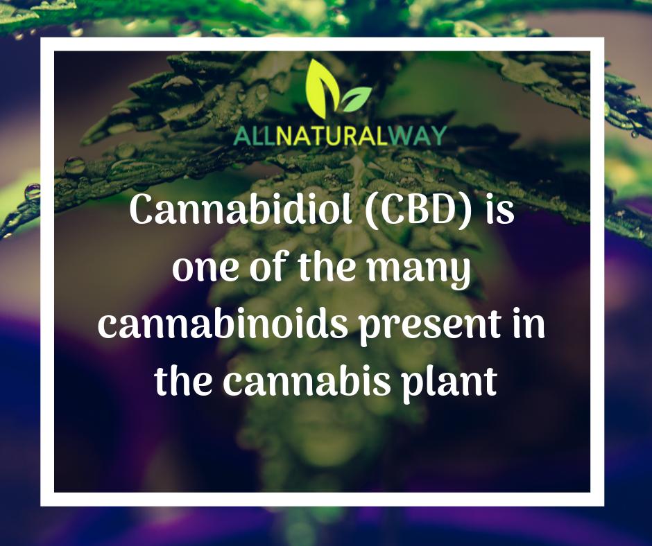 NaturalWayCBD's tweet photo. Cannabis plant has many phytocannabinoids present in them. CBD makes up arount 40% of the plant extract.
#CBD #CBDoil #allnaturalway https://t.co/uFsJ3daM2J