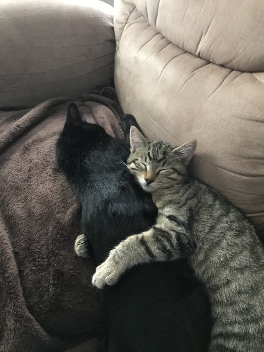 Novistion's tweet photo. @linusgsebastian @Yvonne_H_ Figured mine looked too much like yours not to share. This is Shadow and Ashes! https://t.co/YRpAkDRhaa