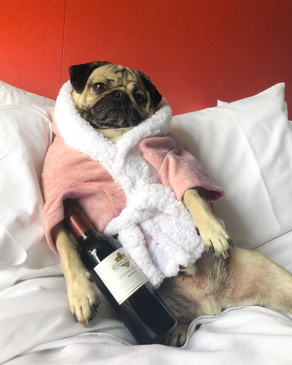 itsdougthepug's tweet photo. The weekend isn’t over until I say it’s over https://t.co/BpUl54oCwf