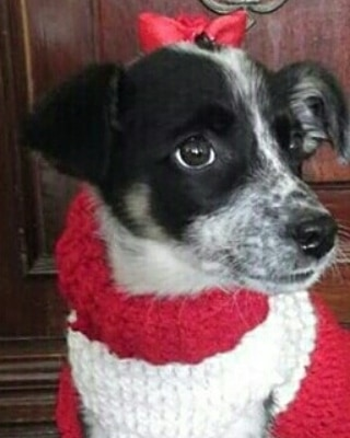 PattyHubner's tweet photo. #FelizDomingo
#pets2 https://t.co/GF8dIDeXVq