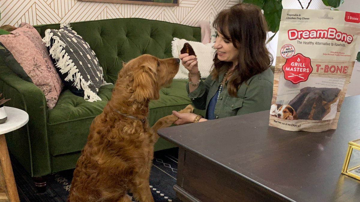 #ad <a href="/DreamBoneChews/">DreamBone Chews</a> are the perfect reward for our Irish doodle, Freddie. He loves coming upstairs to work in my studio! #deliciouslydistracting #irishdoodle #doodle