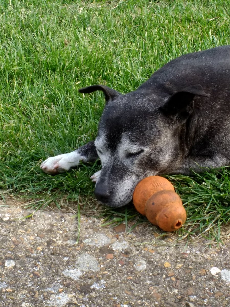 Donna_and_me's tweet image. Maybe not dad... #tiredoutnow #staffy #oldcodger