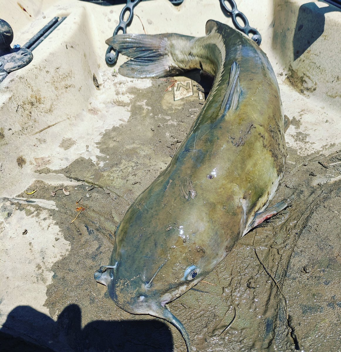I hope everyone else is enjoying their #sunday!

#catfish #fishing #kayak <a href="/nucanoe/">NuCanoe</a> <a href="/WhiskerSeeker/">WhiskerSeekerTackle</a>