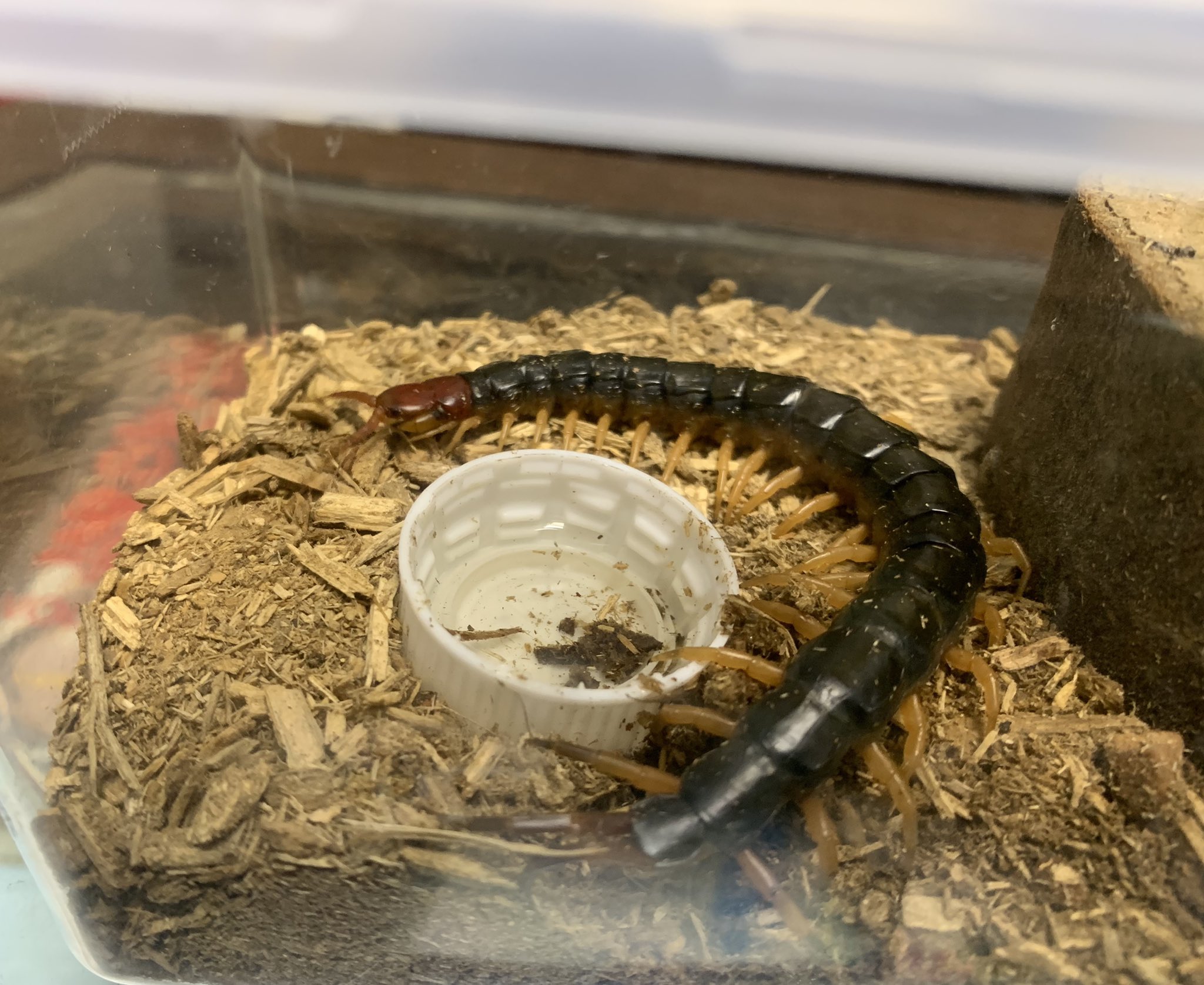 前田 ムカデ トビズオオムカデ 毒虫 虫嫌いな方閲覧注意 何だか飼育成功しているらしく たまに入れる生き餌と 昆虫ゼリーでトビズムカデが かなり大きくなりました 前田 ムカデ トビズオオムカデ 毒虫 虫嫌いな方閲覧注意 何だか飼育成功しているらしく たまに入れる生き餌と 昆虫ゼリーでトビズムカデが かなり大きくなりました