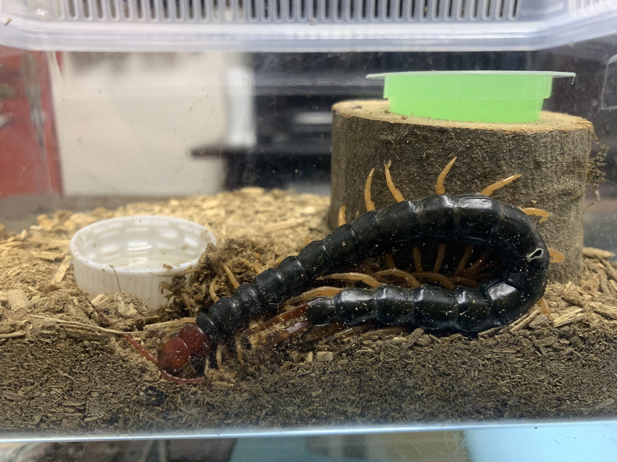 前田 ムカデ トビズオオムカデ 毒虫 虫嫌いな方閲覧注意 何だか飼育成功しているらしく たまに入れる生き餌と 昆虫ゼリーでトビズムカデが かなり大きくなりました 前田 ムカデ トビズオオムカデ 毒虫 虫嫌いな方閲覧注意 何だか飼育成功しているらしく たまに入れる生き餌と 昆虫ゼリーでトビズムカデが かなり大きくなりました