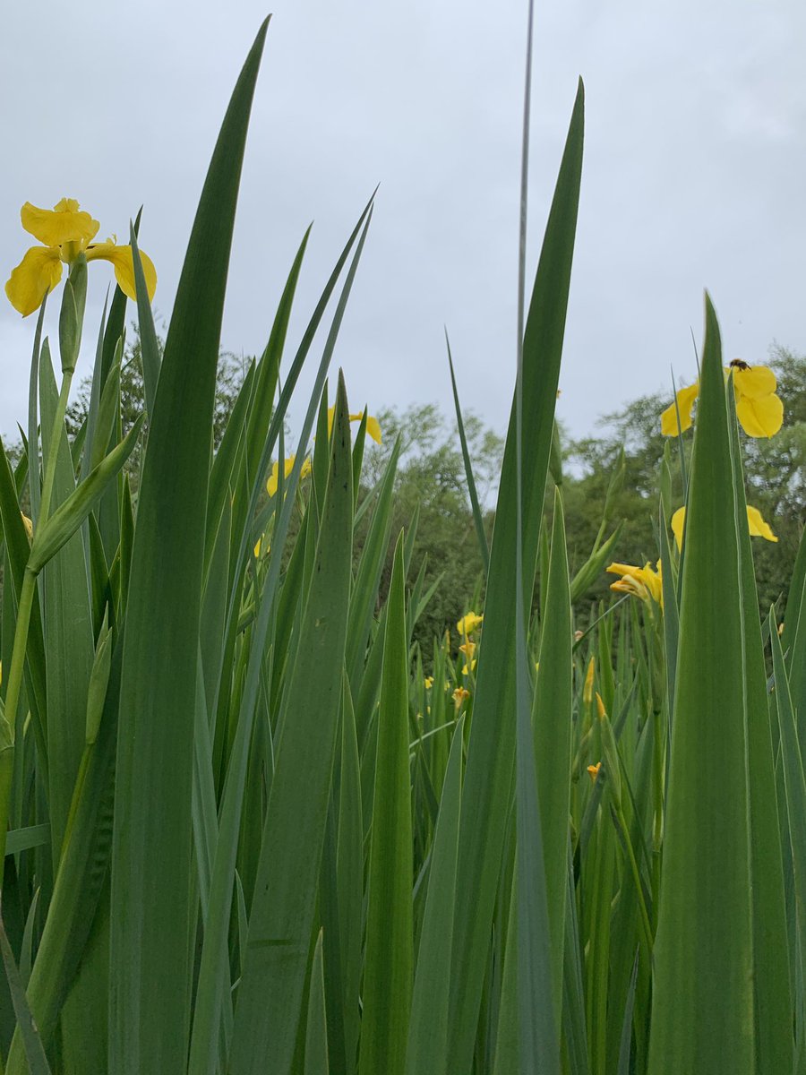 Looking glorious #flagiris and #bee