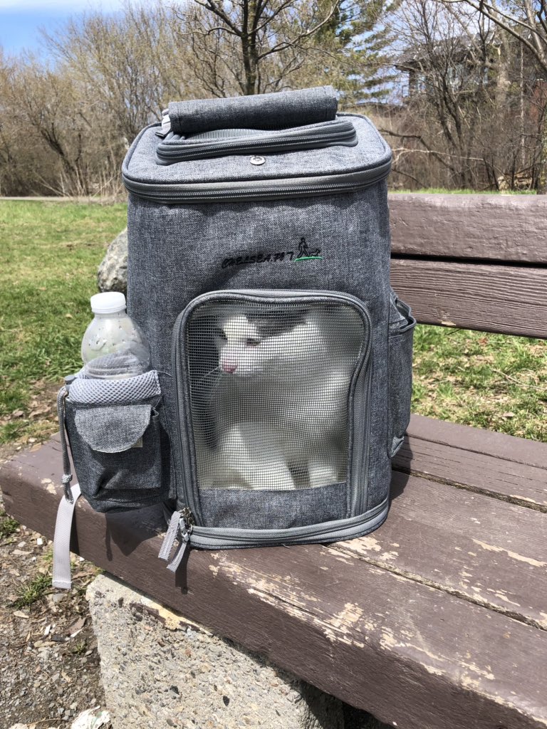 Ashley_Garbutt's tweet photo. @nailogical I bought a cat backpack a few months ago and my cats reaction was similar to Menchies outdoor experience 😺 https://t.co/1BJcTVxT6S