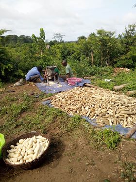 SierraIntlAcad's tweet photo. The sale of gari will help pay for teacher salaries @SierraIntlAcad Hard work will support our students, @UNDPSierraLeone https://t.co/NlO755cTnw