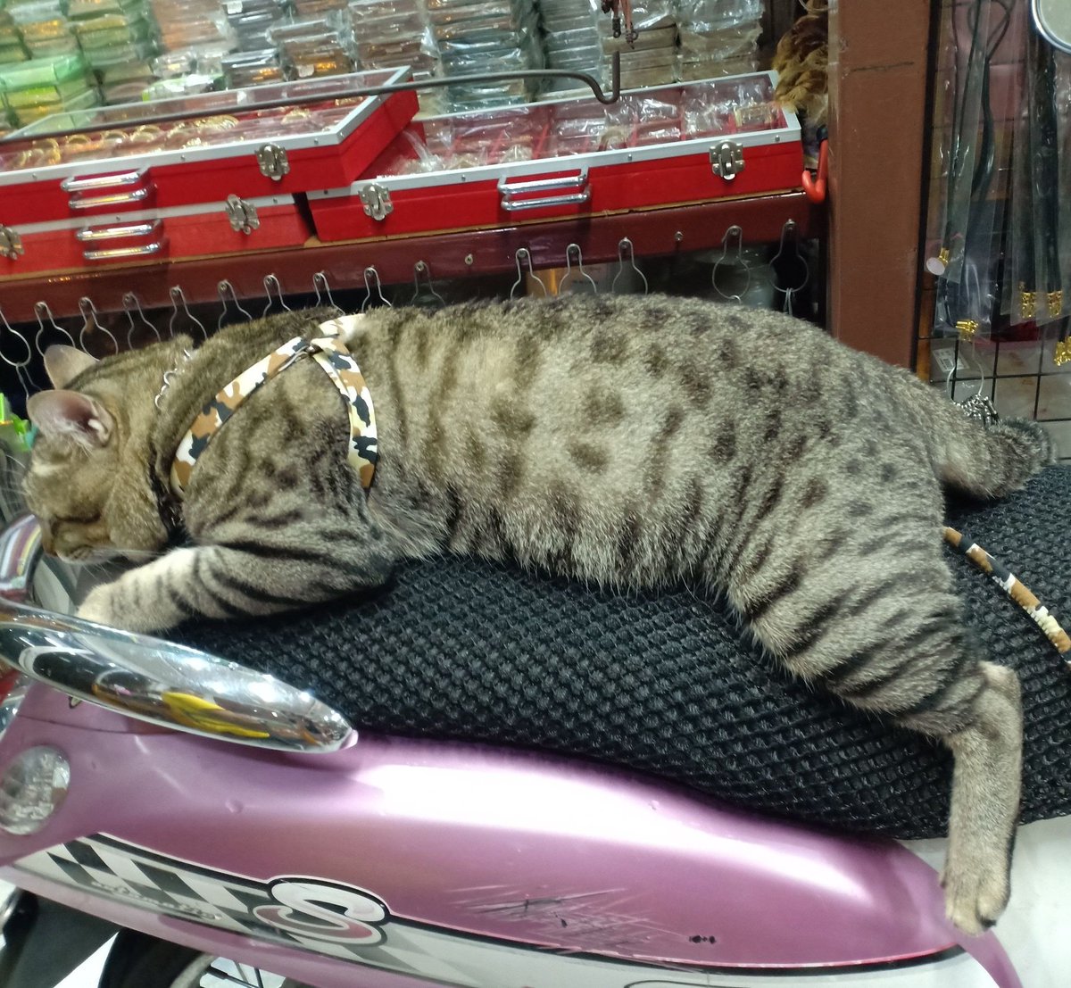 ค่อก tweet media
