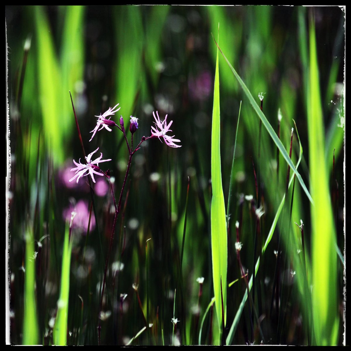 The small wet meadow ⁦@RSPBNorfolkLinc⁩ #TitchwellMarsh a definite pink, purple & green colour scheme this afternoon. Loved these Ragged Robin flowers. #30DaysWild #LetNatureSing #ShoutyHalfHour