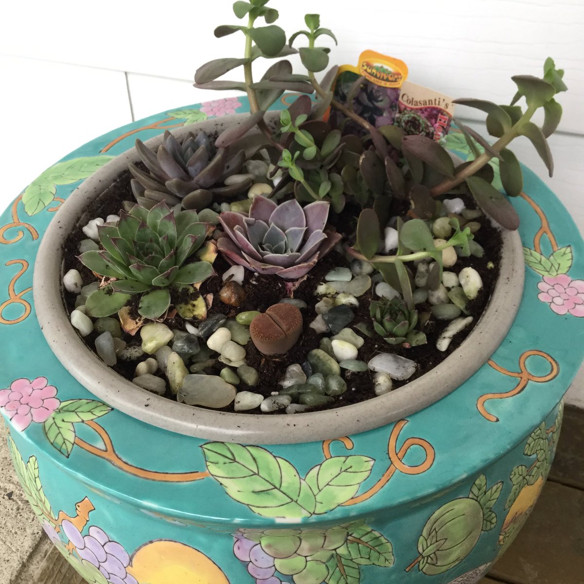 MsCharla's tweet photo. Went to get a new holder for my cactus, but then went nuts for succulents!! https://t.co/xOLmsCXZqE