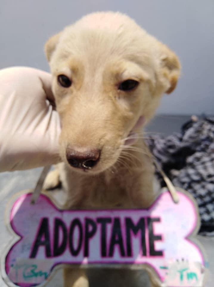 vai3333's tweet photo. #MÉXICO SOS🚨#URGENTE🚨 #EnAdopción🏠❤️#CDMX Estos peludos han estado en busca de hogar durante mucho tiempo y no han logrado encontrar uno¡De no ser adoptados serán sacrificados el día de mañana¡Interesados,   comunicarse al 55 4342 8184 con Yola Villavicencio. #ADOPTA SALVA¡¡ https://t.co/NVKsKGCNc5