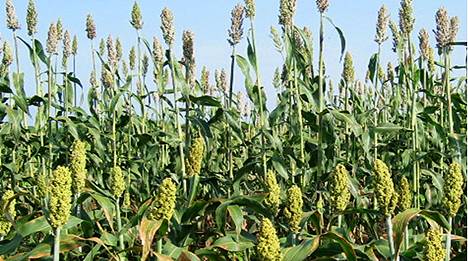 AbdinasirAbdiH's tweet photo. Could you please assist me finding reliable data about #Sorghum #Stemborer infestation in Somalia and would appreciate you to share with me any possible data about Sorghum Stemborer Somalia. Eg. Books or other documents if available please send me via mr.abdinasirabdi@gmail.com https://t.co/Z5RlMy7qBv