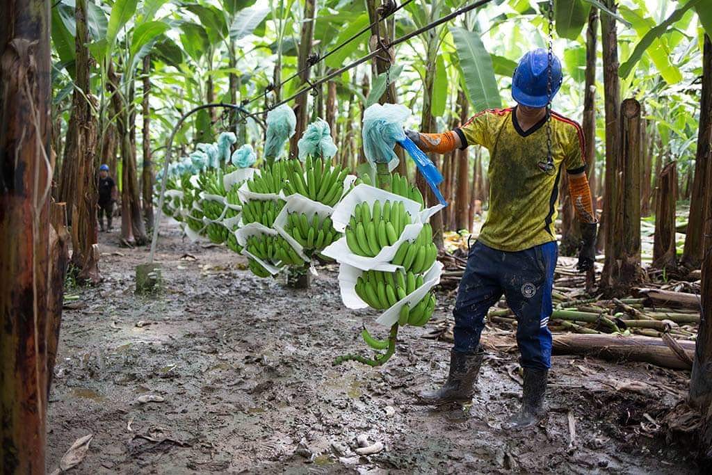 ASOCOOMAGZB's tweet photo. Nuestras acciones son nuestro futuro. El aporte de los Campesinos es impredecible para toda la humanidad. Feliz día del campesino a todos los productores bananeros. 

#Diadelcampesino https://t.co/QeVg9RtVbb