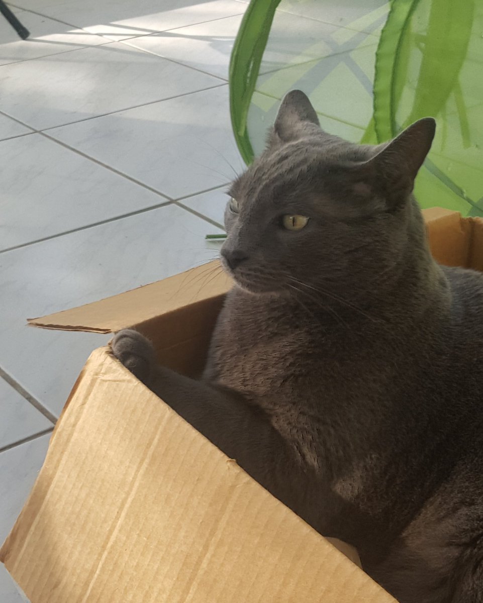 mhmelbourne's tweet photo. @EfthimiaK Wiz honoring and remembering our sweet #hugodad this #hugocatboxsunday. One year ago #TwitterVerse lost a great hooman and furiend. Wiz miss our sweet furiends Hugo and LadyMinky on twitter too. Wiz sendz them and HugoMom lots of love.
#AngelFrank #Untilwemeetagain ๐๐ป๐๐พ๐ https://t.co/ij745VBk61