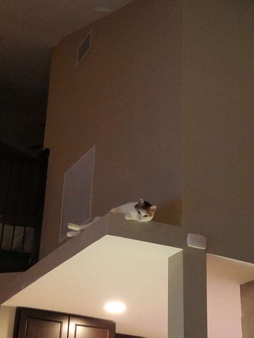 Ally Cat looking down on us peasants https://t.co/z3VQtuO7sI<a href="/tag/healing"class="tags"><span>#healing</span></a><a href="/tag/thriving"class="tags"><span>#thriving</span></a>