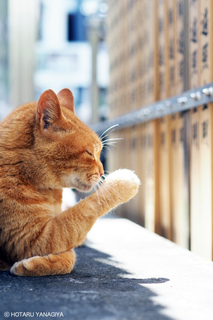 柳家権之助 در توییتر 本日の猫さん 祈る 猫 ねこ ネコ Cat