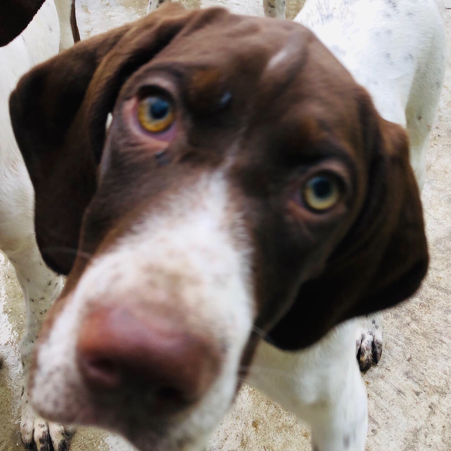房州削蹄所 珍しいオッドアイの女の子 イングリッシュポインターです 猟犬 ポインター 猪犬 英系 トライアル アジリティ 家庭犬 陽気な犬 子犬販売 南房総 館山 ハンティング 優良血統 イングリッシュポインター 明るい性格 血統書付き