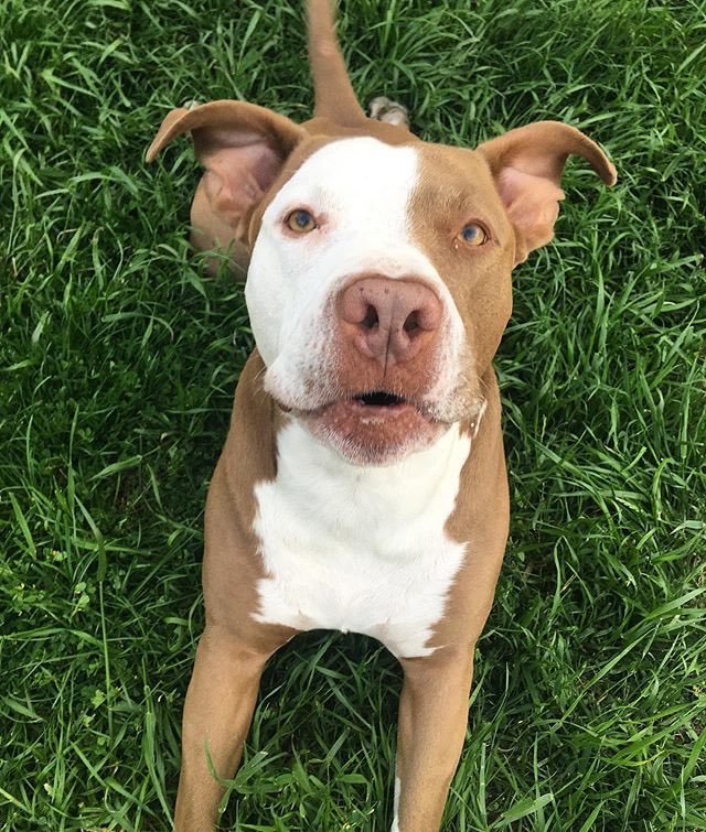 #repost 📷@faithfulpitbull
. 
instagram.com/p/ByOb8zSAxTK/…
.
#thepitbullnation #pitbulls #pitbull #dontbullymybreed #pitbulllove #pitties #pitbullmom #pitbulllife #pitbulladvocate #pitbullpride