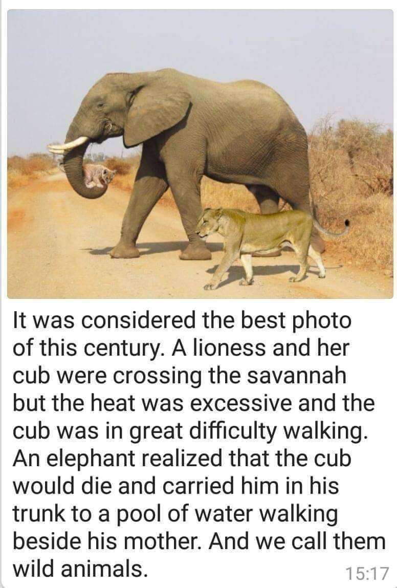 gatorbella's tweet photo. Sometimes I like animals more than people. @Slash https://t.co/cBsij3a0Jf