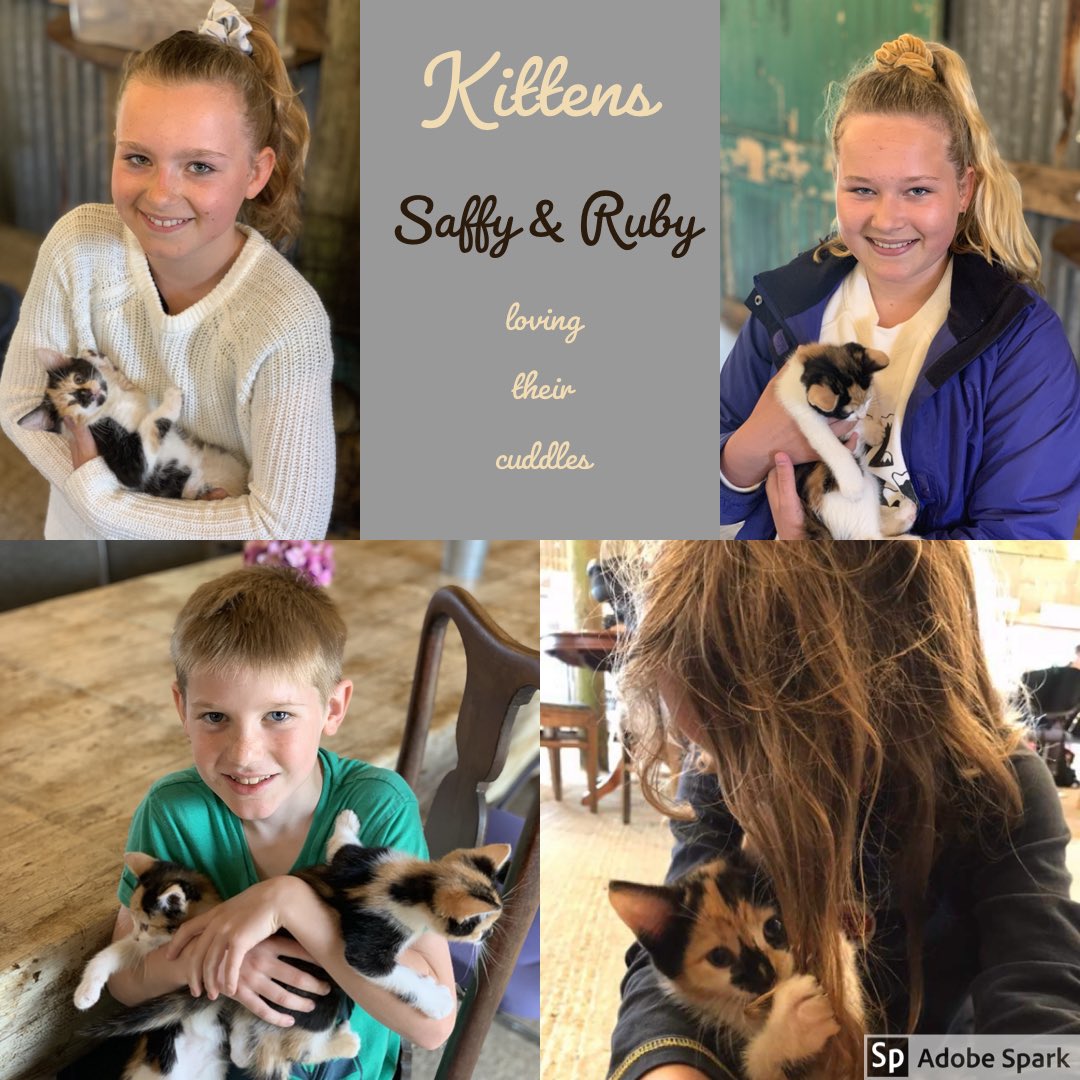 Palette and Pasture (@palette_pasture) on Twitter photo Gelato and Kittens .... what could be better than that at our Ice Cream Parlour #kittencuddles #gelato Gelato and Kittens .... what could be better than that at our Ice Cream Parlour #kittencuddles #gelato