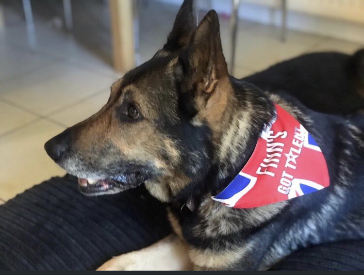 NickDowningSCD's tweet photo. #FinnsGotTalent
#ServiceAnimalsAct2019
#FinnsLaw
#INCREDIBLE
#999family
#VoteForFinn https://t.co/vCUZ5woKkJ