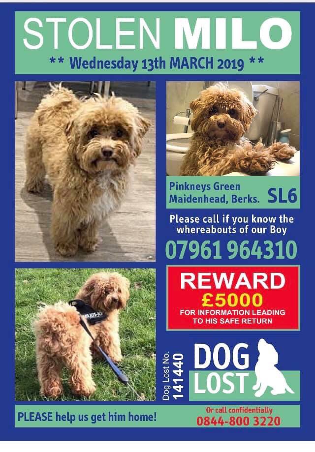 JoDeanoSmith's tweet photo. 🐕💙#Twitterstorm happening now💙🐕 #bringMilohome Milo is a Male #Maltese #STOLEN #Dog #5000 #REWARD #Missing from  Pinkneys Green Drive Pinkneys Green #Maidenhead #SL6 Do you remember seeing him? His family are heartbroken and just want him home. 🐾💔🙏🏻 https://t.co/IERGgIR2HK