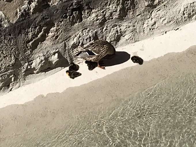 カルガモ親子のtwitterイラスト検索結果 古い順