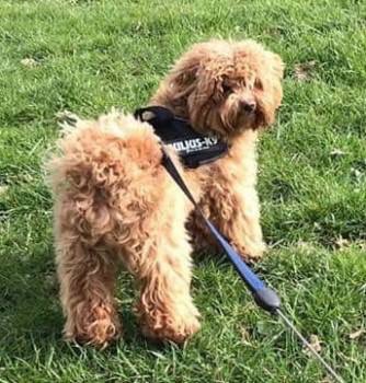 rosiedoc666's tweet photo. ##getMilohome #STOLEN 13/3/19 MALE #Maltese x apricot coloured with white chest young adult #Maltipoo is the breed ❤️ he had his harness on when he ran off getting out of the #car #PinkneysGreen #Maidenhead ITS CALLED POSSIBLY #theftbyfinding 😡 £5000 💰
https://t.co/nNKxiaO9pU https://t.co/rI2xZtkXch