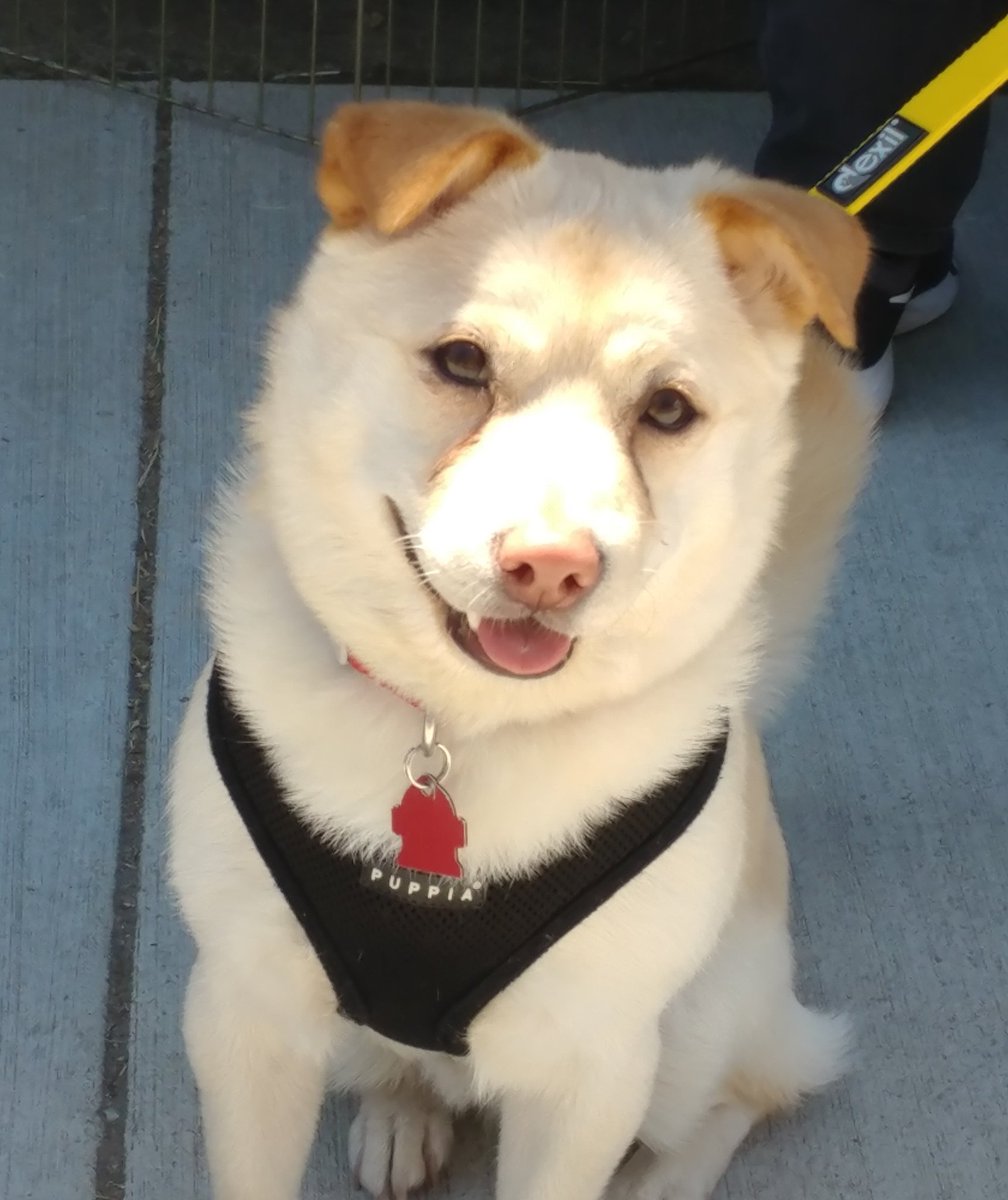 JakesWishRescue's tweet photo. Come meet Charlie our rescue from China at #jakesfest #AdoptDontShop https://t.co/dGWAiotGBO
