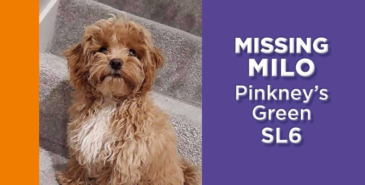 JoDeanoSmith's tweet photo. #getMilohome ‼️#Twitterstorm Happening now‼️#missing since 13/3/19 Pinkneys Green, #Maidenhead #Berks #SL6 £5000 #REWARD Did you find him? If you find a dog you MUST REPORT it to the dog warden 🐕🐕 His family are heartbroken 😔💔#PetTheftArmy pls help and join in 🙏🏻😘 https://t.co/VqxkAzuASL