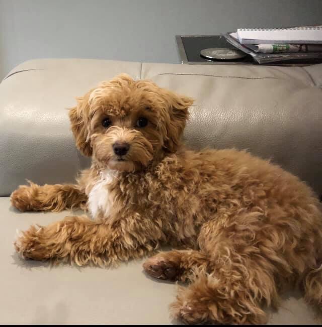 missingdogs155's tweet photo. STILL MISSING😞Male Maltese From #maidenhead Missing since 13/3/19😞Facebook Page-FIND MISSING MILO❤️WHERE IS LOVELY MILO PLEASE?🙏 #getMilohome @missingdogs155 @gelert01 @rosiedoc666 @KarenFi51820768 @SummerBreezeUS @getskyhome @JoDeanoSmith @hollywills @Penny2449 @thedogfinder https://t.co/S8pQbZQ2eW