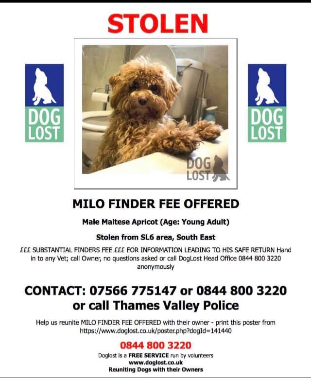 Cymru_01's tweet photo. ❌#getMilohome❌Milo missing 13/03/19 4rm #PinkleysGreen #Berks #SL6 area
#getMilohome ran 4rm car when being taken for a wlk! 👀Have you seen MILO?👀
#getMilohome https://t.co/LDtMCrqmIz