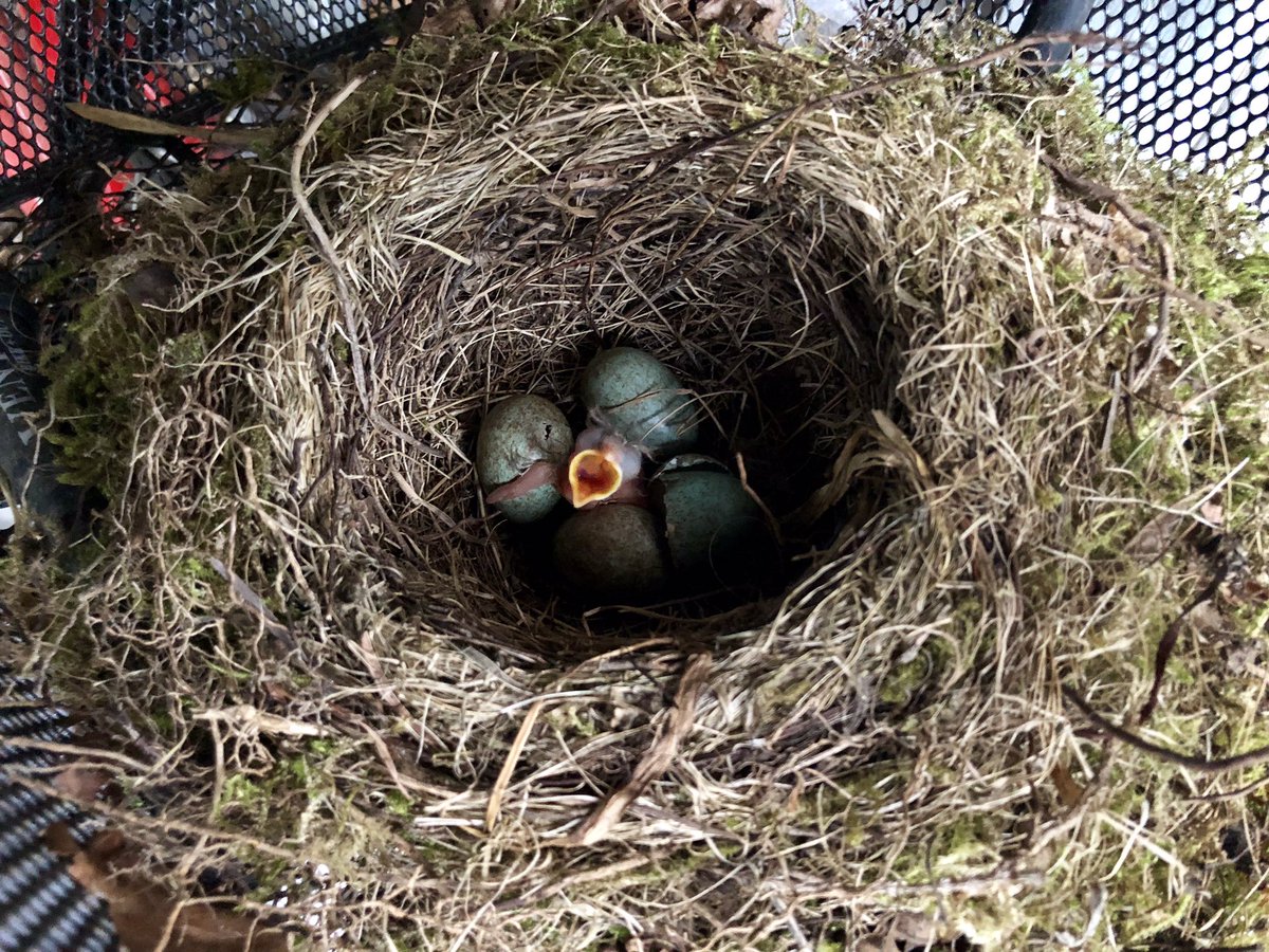 NorthChronicles's tweet photo. Dieses Jahr ist zumindest schon mal einer geschlüpft! Letztes Jahr war das 🐿 leider schneller! Hoffen wir mal, dass mein Fahrradkorb diesen Sommer mehr Sicherheit bietet!
#Sommerwetter #welcometothisworld #birds https://t.co/m83ucd4gCg