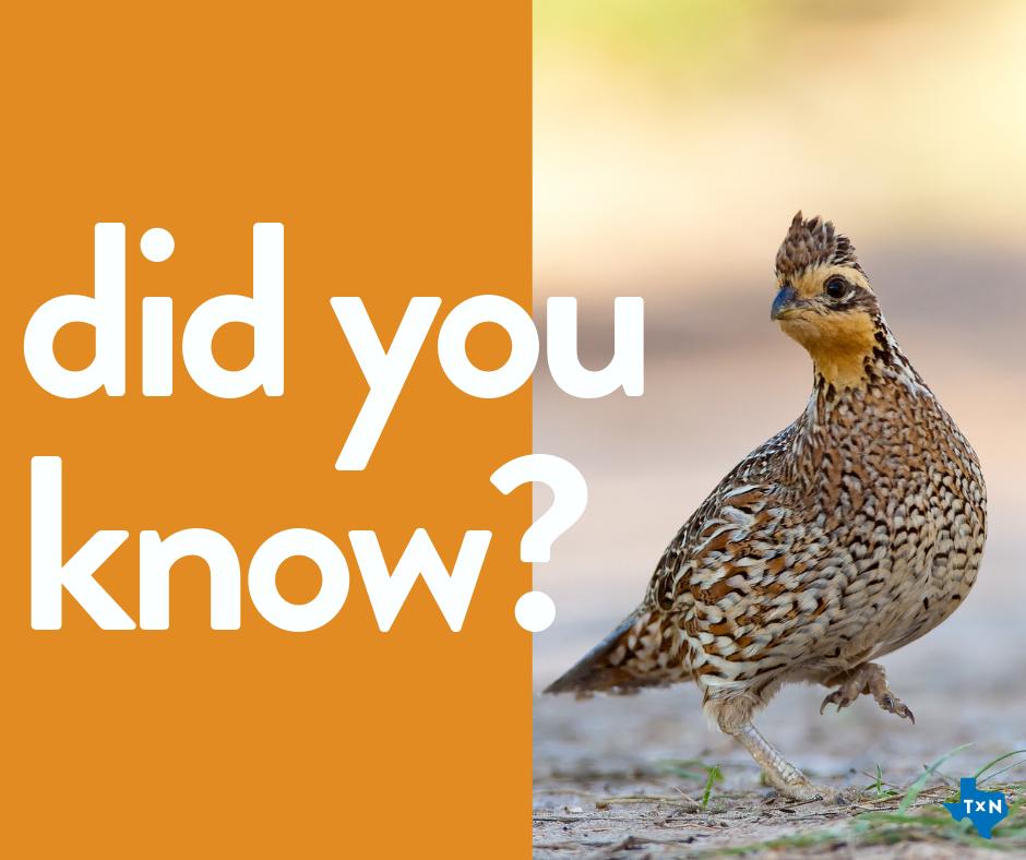 Did you know that some species of grassland birds have declined in population by as much as 90%? Initiatives like GRIP are wasting no time in protecting and restoring habitats for birds like the Northern Bobwhite. Click on the link to explore more. arcgis.com/apps/MapJourna…