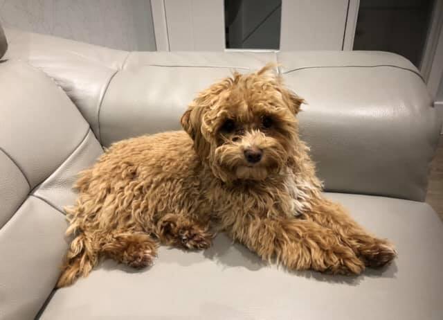 Cymru_01's tweet photo. ❌#getMilohome❌Milo missing 13/03/19 4rm #PinkleysGreen #Berks #SL6 area
#getMilohome ran 4rm car when being taken for a wlk! 👀Have you seen MILO?👀
#getMilohome https://t.co/Xgk2PkUYPs