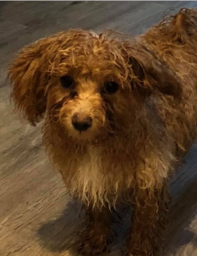 Cymru_01's tweet photo. ❌#getMilohome❌Milo missing 13/03/19 4rm #PinkleysGreen #Berks #SL6 area
#getMilohome ran 4rm car when being taken for a wlk! 👀Have you seen MILO?👀
#getMilohome https://t.co/Xgk2PkUYPs