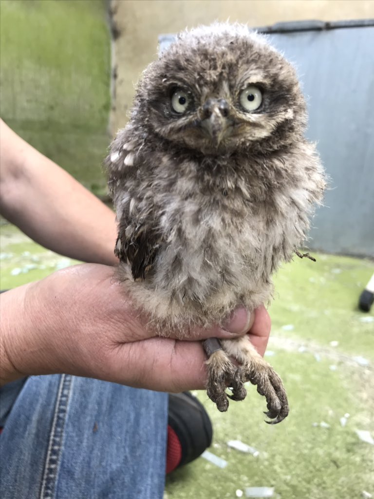 DrGeorgia_Jones's tweet image. Lucky enough to ring this little stinker yesterday! What an angrily adorable little owl. Big thanks to raptor ringer Jason Fathers #owls #birdringing #tinyterror @harbourbirds