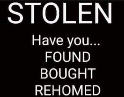 rosieDoc2's tweet photo. WHERE IS MILO❓ 
STILL MISSING
STOLEN 
LOOK AT HIS FACE 👀 
HAS SOMEONE YOU KNOW GOT A DOG LIKE HIM AS RECENTLY AS March/April/May 🤔 could you let us know please❓ #getMilohome #bringMilohome 💰REWARD 
PINKNEYS GREEN #Maidenhead #SL6 
How can a lovely walk go so wrong 😞😞 https://t.co/mQVLAhBk6j