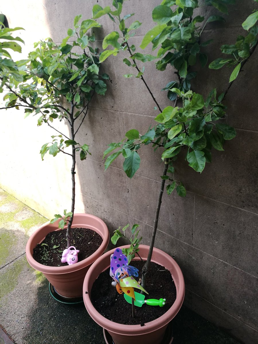 OryxCrake's tweet photo. You can still enjoy #30dayswild even of you don't have a garden! I've got a yard with two apple trees, various wildflower pots and a windowsill garden for my daughter (and my cat😌) even got Larry the ladybird living on my lavender! @cumbriawildlife @30DaysWild #WilderFuture https://t.co/0EFswoViup