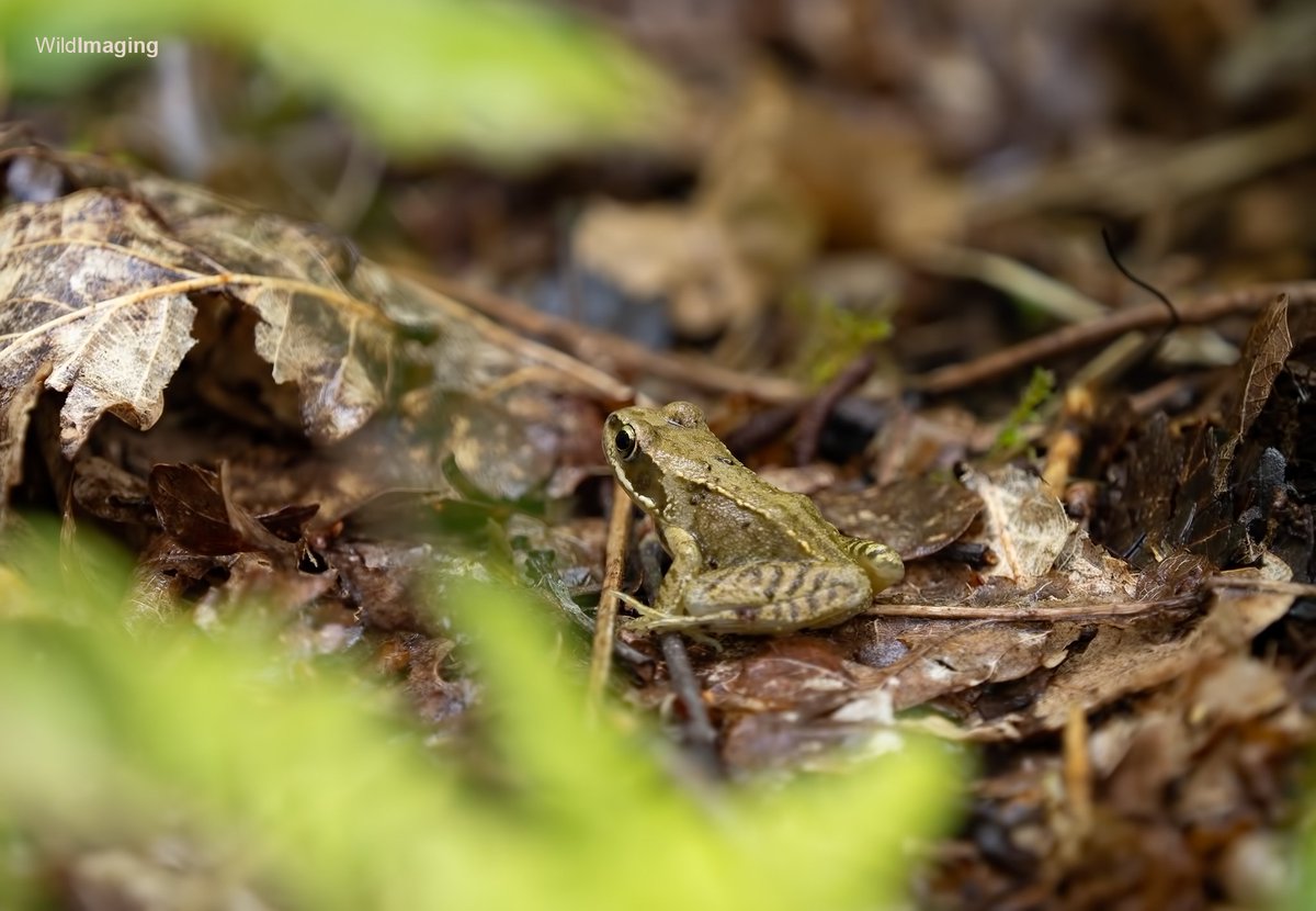 WildImaging's tweet photo. A very damp and subdued day here in #Somerset so I dived down the #SweetTrack at #ShapwickHeath to get more of it! Here are some damp and subdued shots! If anyone knows the id of the little fly I\d love to hear it. 👍 https://t.co/i8bs7faH3y