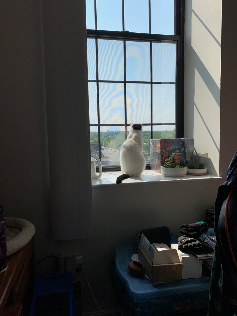 glyneth's tweet photo. One surveys his kingdom, the other nests. #dailychewie #dailyhan https://t.co/DIrtaT7dNW