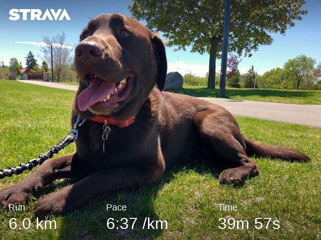 attherockshow's tweet photo. It’s a beautiful day out. What better to do than take your dog out for a slow zone 2 run.  Here’s Brody enjoying a well earned rest by the bay. #instarunners #instarunner #run #running ##workout #zone2 #runningdog #runningdogs #happydogsrun #happydog #chocolatelab #poweredby… https://t.co/jJqdMPH408