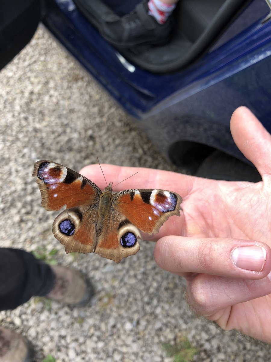 LackRtl24's tweet photo. Saved from a spiderweb this afternoon. Flew away eventually.  #wildlifespotting @wildlife_uk @BBCSpringwatch @WildlifeTrusts @IoloWilliams2 @savebutterflies https://t.co/J1LYTfpLPr