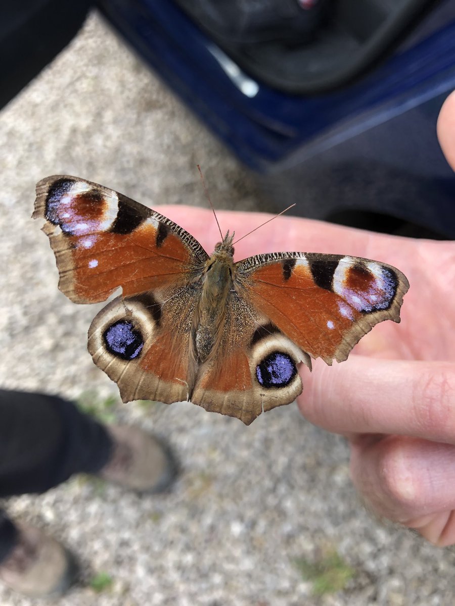 LackRtl24's tweet photo. Saved from a spiderweb this afternoon. Flew away eventually.  #wildlifespotting @wildlife_uk @BBCSpringwatch @WildlifeTrusts @IoloWilliams2 @savebutterflies https://t.co/J1LYTfpLPr