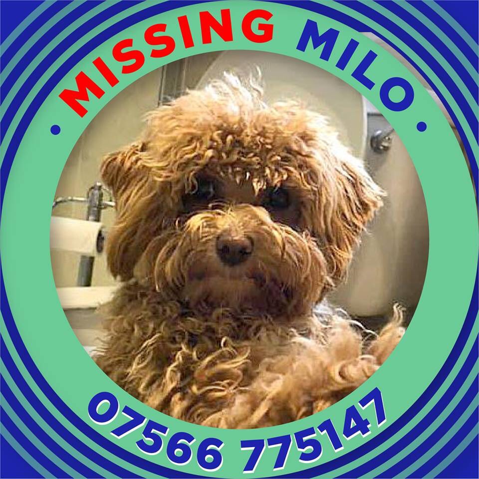 rosiedoc666's tweet photo. #getMilohome #missing MILO
#STOLEN MILO 💙💙💙💙💙💙💙
Who are you? How can you steal MILO not only are his family hurting LOOK AT HIS FACE - is he REALLY happy 😓 lost after jumping out of car at PINKNEY Green, #Maidenhead 13/3/19 pooofff....gone DOGS DO NOT DISAPPEAR 💰reward https://t.co/KzTOj2Mqp0