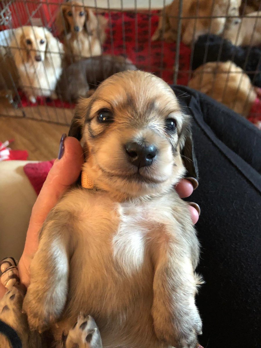 longhaireddach's tweet photo. New member to the #sausagearmy #puppy Zeus - 3 weeks old #Dachshund #SundayMotivation https://t.co/RKKuGNls9Y