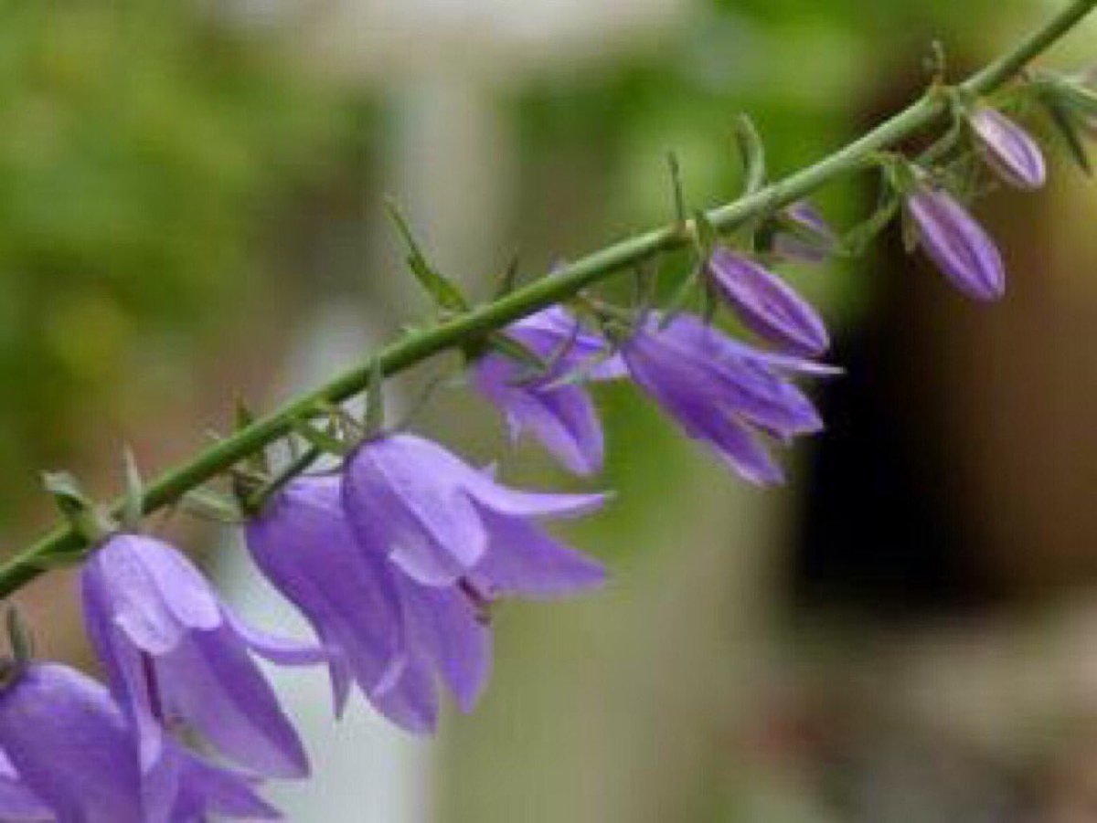 すべての美しい花の画像 50 素晴らしい花 言葉 祈り