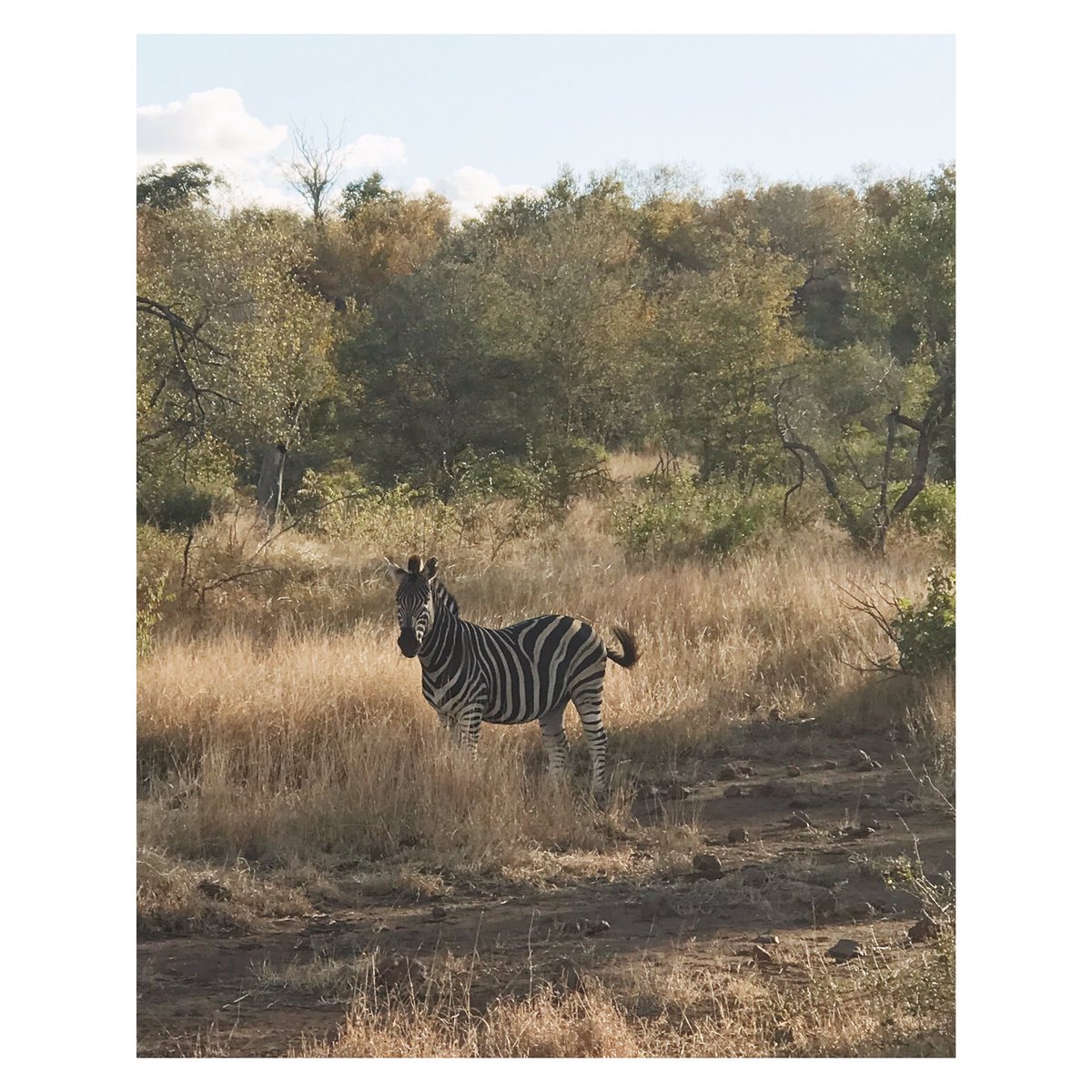 Game day 1. Kruger National Park.