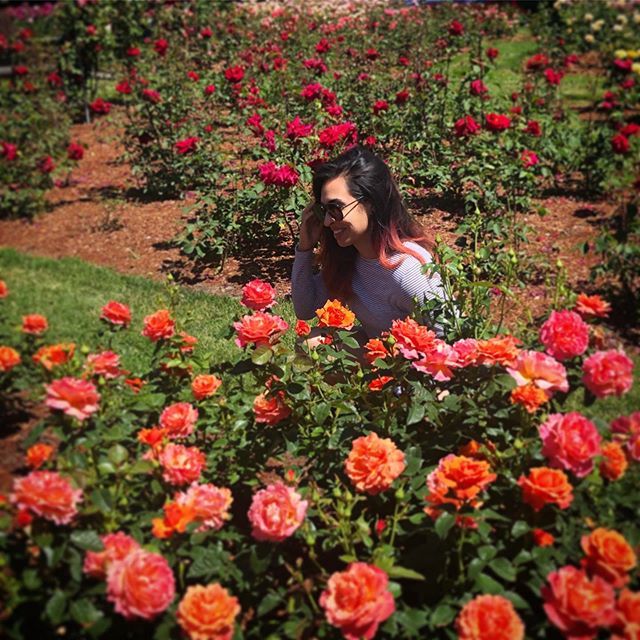 persepheris's tweet photo. Just trying to blend in 🌹🔥 #portland #rosegarden #firehair #beauty #sunshine #stopandsmelltheroses #oregon #vacation https://t.co/aUhVW93qND